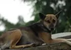 Ini Alasan Pemprov DKI Jakarta Larang Perdagangan Daging Anjing