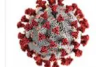 Belum Ada Obat dan Vaksin, Begini Cara Mencegah Penularan Virus Nipah