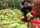 Resep Rahasia Jagung Bakar Bumbu Pedas Manis, Cocok untuk Acara Barbeque Malam Tahun Baru!