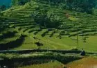 Liburan di Pulau Dewata: Panduan Lengkap Merayakan Natal dan Tahun Baru yang Tak Terlupakan di Bali