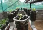 Tanam Sendiri, Panen Sendiri! 9 Tanaman Hidroponik Super Cepat Tumbuh untuk Kebun Mini di Rumah Anda