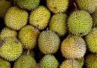 Panduan Lengkap Memilih Durian Super Enak, Segar, dan Matang Sempurna