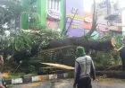 Masuki Musim Penghujan, Masyarakat Diminta Waspadai Pohon Tumbang