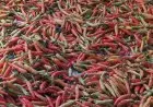 Harga Pangan Hari Ini, Cabai Rawit Merah Tembus Rp50.200 Telur Rp32.550 per Kilogram