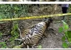 Harimau Benggala Umur 8 Bulan Mati di Bandung Zoo, BKSDA Tunggu Hasil Pemeriksaan