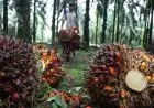 AS Turunkan Tarif Resiprokal, Ekonom Ingatkan Ancaman Lain yang Menyertainya