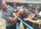 DKPP Kota Bandung Terapkan Pengawasan Ketat Hewan Ternak saat Lebaran