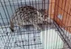 Kendalikan Populasi, DKPP Kota Bandung Gencarkan Sterilisasi Kucing Liar