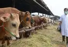 Kapan Perayaan Iduladha 2025? Berikut Prakiraan Tanggal Jatuhnya Idul Qurban Tahun Ini