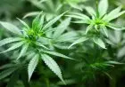 TNI Temukan Ladang Ganja 0,5 Hektare di Papua: Upaya Tegas Mengamankan Perbatasan RI-PNG dari Peredaran Narkotika