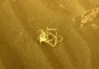 Teka-teki Kehebohan Mie Instan di Planet Mars Mulai Terjawab, Sudah Ada Kehidupan di Sana?