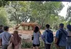 Hari Singa Sedunia, Bandung Zoo Ramai Dipadati Pengunjung