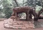 Ini Komitmen Pengelola Bandung Zoo Sebagai Lembaga Konservasi