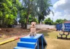 Luigi, Anjing Pelacak Bea Cukai Batam Berhasil Endus Ratusan Gram Paket Sabu