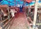 Pemkab Karawang Ingatkan Peternak Siapkan Cadangan Pakan saat Kemarau