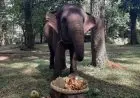 Hari Gajah Sedunia, Bandung Zoo Beri Tumpeng Buah
