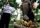 FOTO: Peringatan Hari Gajah Sedunia 2022 di Bandung Zoo
