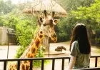 Peringati HUT RI Ke-77 Masuk Bandung Zoo Digratiskan!! Ini Syaratnya