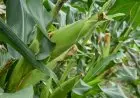 Produksi Jagung Januari-September 2026 DIproyeksikan BPS Turun 1,07 Persen