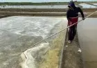 Ratusan Hektare Lahan Garam Terendam Rob, Petani Cirebon Tagih Janji Moeldoko