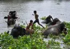 Habitat Gajah di Asia Menyusut 67.000 Kilometer Persegi
