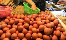 Produksi Melimpah, Harga Telur dan Daging Ayam Anjlok, Pemprov Jabar Siap Intervensi