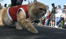 Kucing Gemuk Terkesan Lucu, Waspada Da Risiko Kesehatan Dibalik Itu