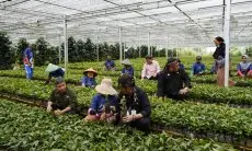 Inilah Pesan Bupati Garut untuk Menteri Pertanian, Jadikan Garut Sentra Benih Kopi Nasional