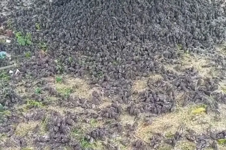 Ribuan Burung Pipit di Bali Jatuh ke Tanah, Pertanda Apa?