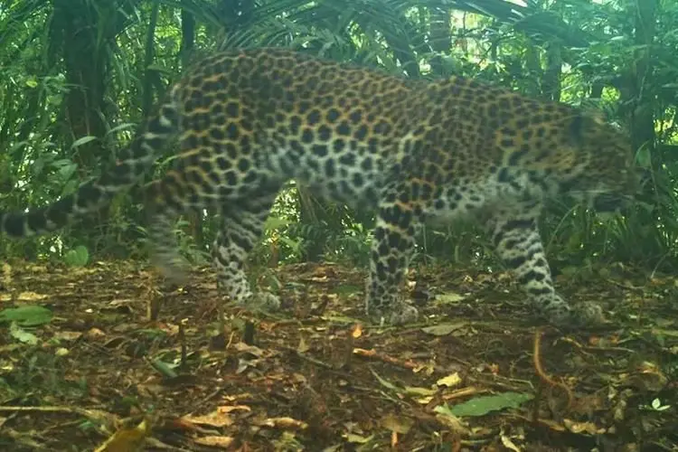 Macan Tutul Jawa Penghuni Gunung Gede Pangrango Terekam Kamera Pemantau, Ini Penampakannya