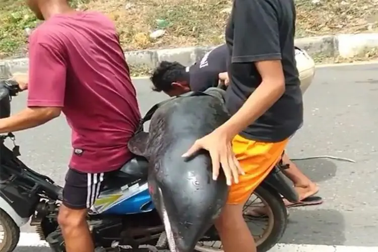 Viral Warga Bonceng  Paus Kepala Melon, Begini Reaksi Pemerintah