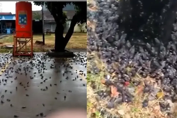 Subhanallah, Pertanda Apa Ini? Ratusan Burung Pipit Terjatuh dan Mati di Balai Kota Cirebon