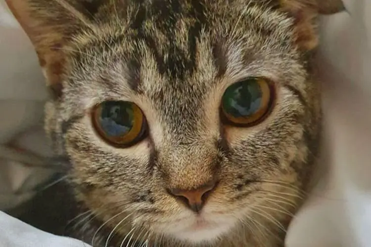 Hati-hati...Virus Corona Kini Serang Hewan Peliharaan, Termasuk Kucing