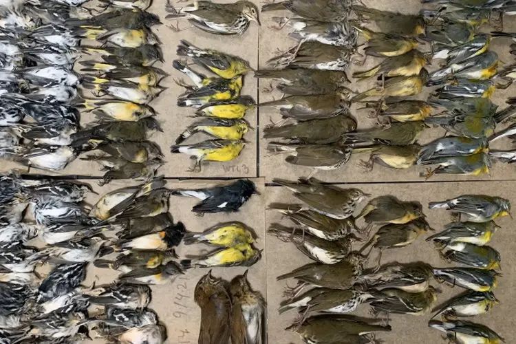 Wah Pertanda Apa Ini? Ratusan Burung Tabrak Gedung WTC Amerika Serikat