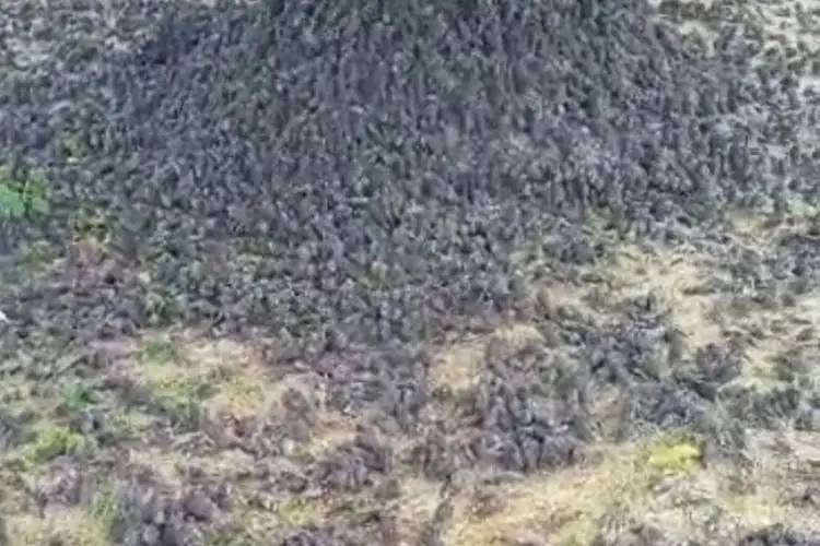 Heboh Video Ribuan Burung Pipit Mati Mendadak di Cirebon dan Bali, Ternyata Penyebabnya...