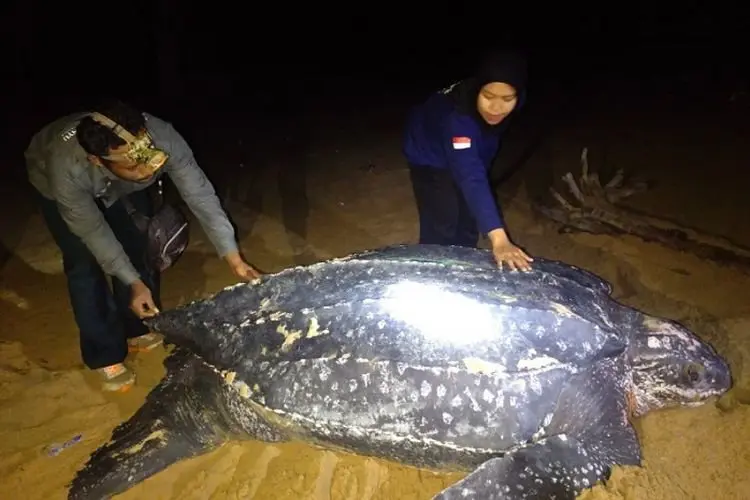 Penyu Terbesar Dunia Muncul di Indonesia, Seperti Ini Penampakannya yang Terekam Kamera