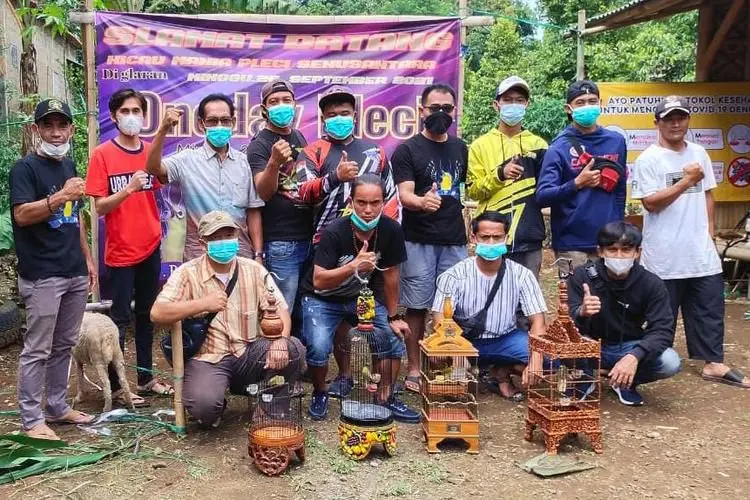 Kontes Burung Pleci Berhadiah Domba di Bogor jadi Obat Rindu Penggemar Burung, Pesertanya Ada dari Yogyakarta