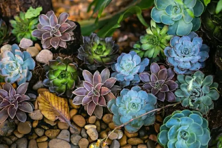 Cantik dan Lucu, 5 Jenis Sukulen Ini Cocok jadi Hiasan Rumah