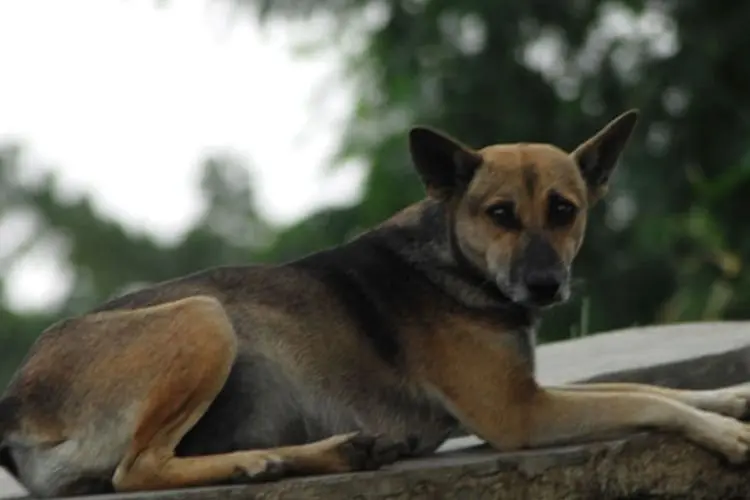 Garut Belum Bebas Rabies, Terjadi 46 Kasus Gigitan Hewan Dominan Anjing