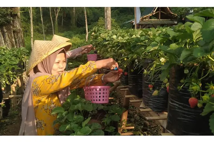 Serunya Memetik Stroberi di Kebun Milik Para Ketua RW di Desa Wisata Alamendah