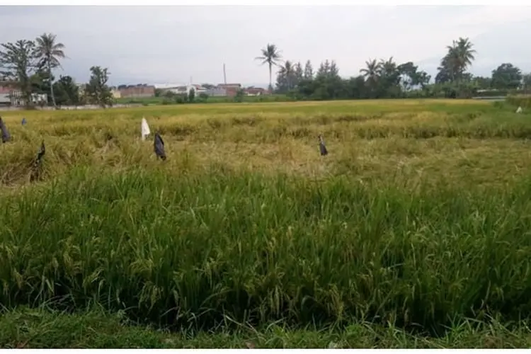 Serangan Hama Tikus Membuat Sejumlah Petani di Banyuresmi  Garut Merugi