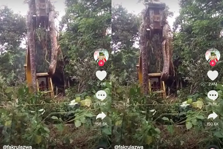 Ngeri! Video Ular Raksasa Lebih Besar dari Excavator Viral di TikTok