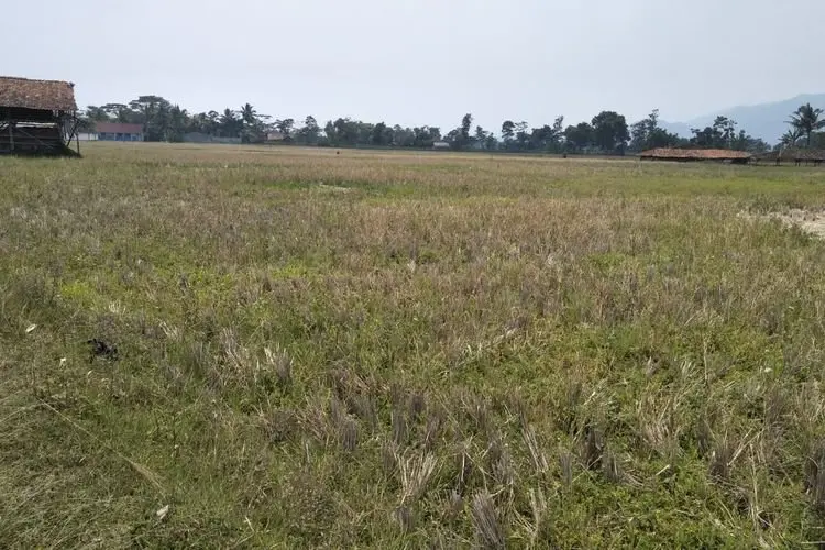 Miris! Sejumlah Lahan Pertanian di Wilayah Cihampelas Dibiarkan Mengering dan Tak Diurus