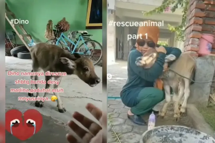 Lihat Induknya saat Dipotong, Anak Sapi Ini Tak Henti Menangis