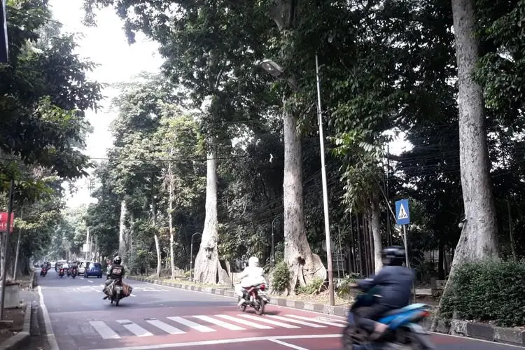 Duh, 120 Pohon di Kota Bogor Kondisinya Tak Sehat Bahkan Masuk Kategori Merah