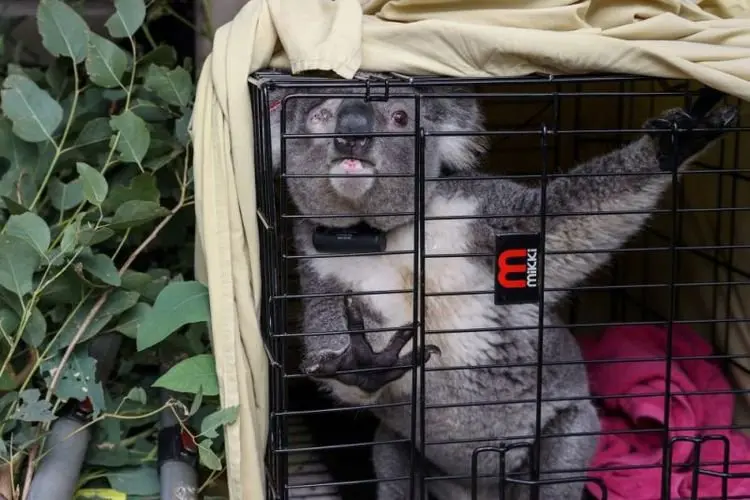 Uji Coba, Ratusan Koala Australia Bakal Divaksin Klamidia