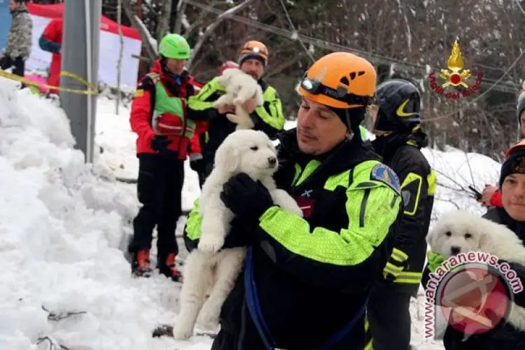 Tiga Anjing dari Gunung Merapi Spanyol Coba Diselamatkan Operator Drone