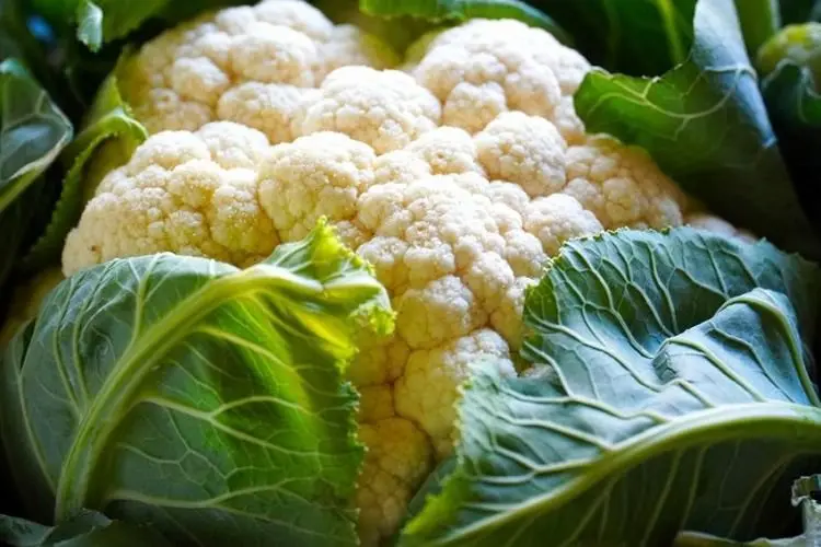 Dahsyatnya Khasiat Kembang Kol, Bisa Sembuhkan Penderita Diabetes