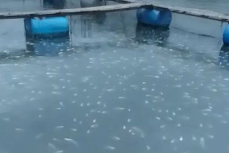 Kelompok KJA Waduk Saguling Meradang, Puluhan Ton Ikannya Mati Mendadak