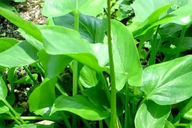 Daun Keladi Tikus dan Sirsak Khasiatnya Dahsyat, Redakan Batuk hingga Tangkal Covid-19